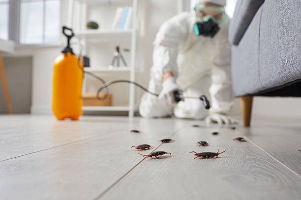 Trusted Cockroach Control service in Big Lake, WA - Nex Pest Control